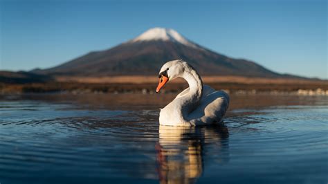 Wallpaper Sky Cloud Beak Natural Landscape Lake Waterfowl