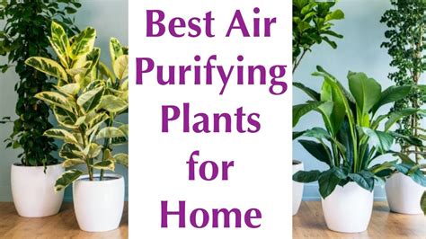 15 Best Indoor Plants For Air Purification: Your Guide To Cleaner Air