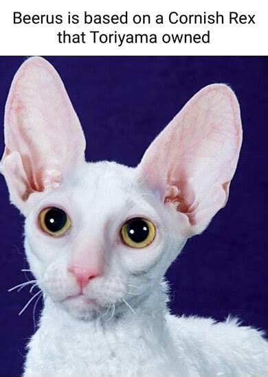 Beerus Is Based On A Cornish Rex That Toriyama Owned Ifunny