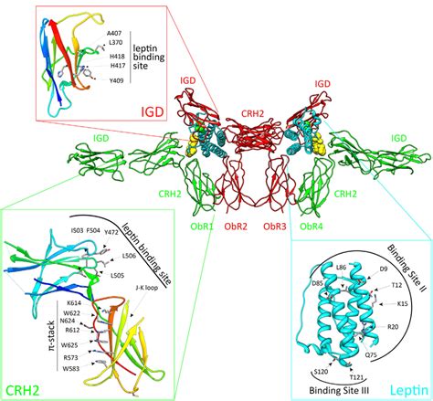 The Activated Leptin Obr Complex Leptin Clusters Two Pre Formed Obr