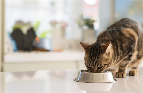 Benefits And Downsides Of Wet Food For Cats Vet Reviewed Nutrition