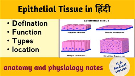 What Is Epithelial Tissue Epithelial Tissue In हिंदी Bsc Nursing