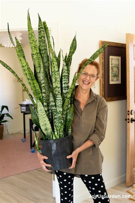 Snake Plant Care How To Grow This Diehard Houseplant