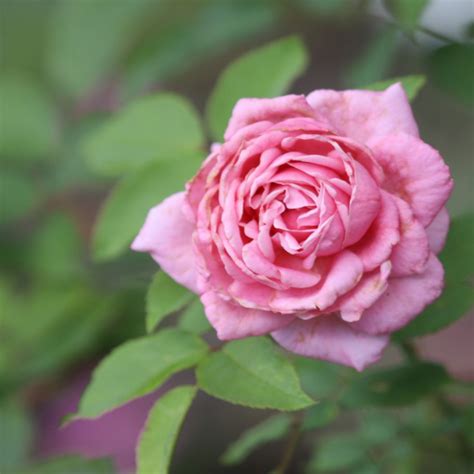 Belinda's Dream Rose | Garden Style San Antonio