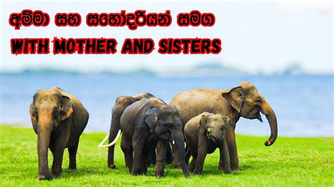 Together We Stand The Power Of Sisterhood And Motherhood Elephant