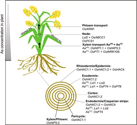 Schematic Representation Of Arsenic Uptake And Translocation In Rice