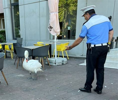 Foto O Leb D A Ajuns La O Teras Din Zona Central A Municipiului