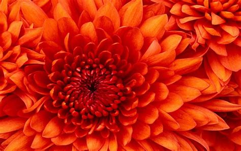 Orange Flower Desktop Wallpapers - Top Free Orange Flower Desktop Backgrounds - WallpaperAccess