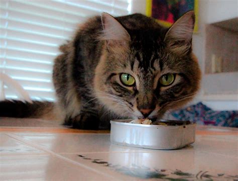 ¿los Gatos Pueden Comer Atún Champion Cat