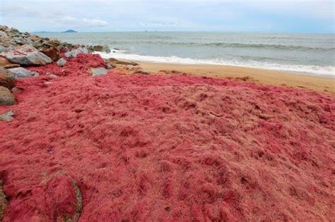 Gambar Rumput Laut Merah – pulp