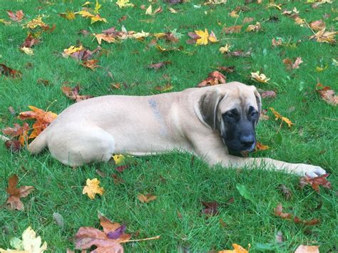 Giant Precious Paws English Mastiffs And Great Danes Mastiff Puppies