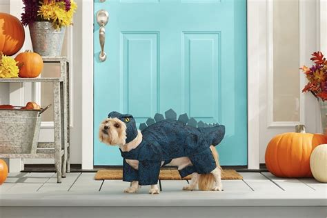 The Best Dog Halloween Costumes from Chewy