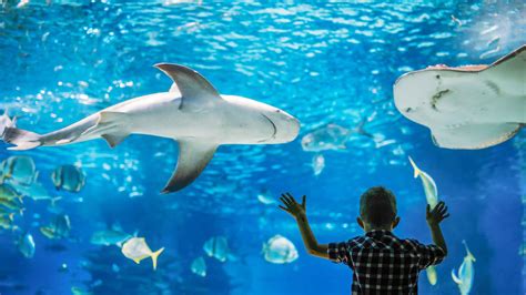 Sydney Aquarium, Sydney - Book Tickets & Tours | GetYourGuide.com