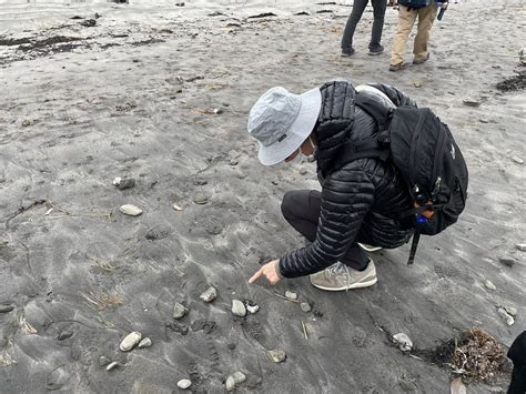 仮説社児童書生物担当荒木 on Twitter 今日は このあななんじゃ③の取材で千葉県へ生痕化石探索に 泉さんと研究院