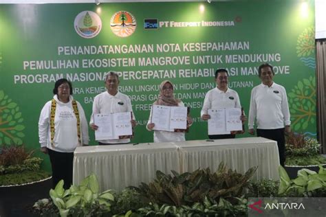 Klhk Bersama Brgm Dan Freeport Tanam Kembali Ha Mangrove Kaltim