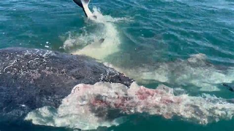 Hervey Bay Queensland Footage Captures Massive Shark Feeding Frenzy