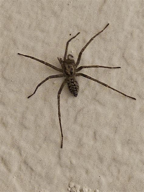 is this a thin legged wolf spider? Portland, OR : r/whatbugisthis