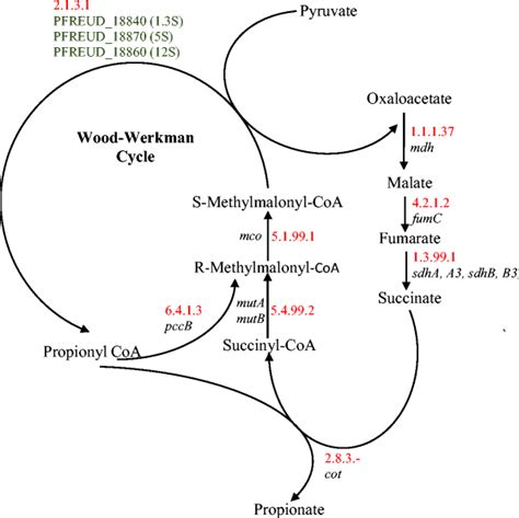 Route Of Propionic Acid Biosynthesis In Propionibacterium Species Download Scientific Diagram