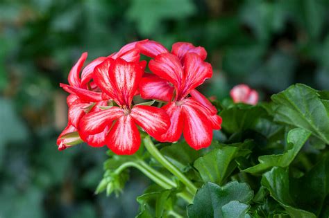 Pelargonium Peltatum Rot Wei Bild Kaufen