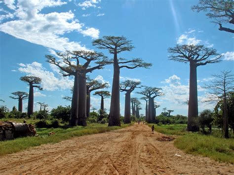 Avenue of the Baobabs, Madagascar | Wondermondo