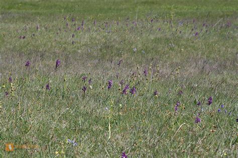 Orchideen Wiese Bild Bestellen Naturbilder Bei Wildlife Media