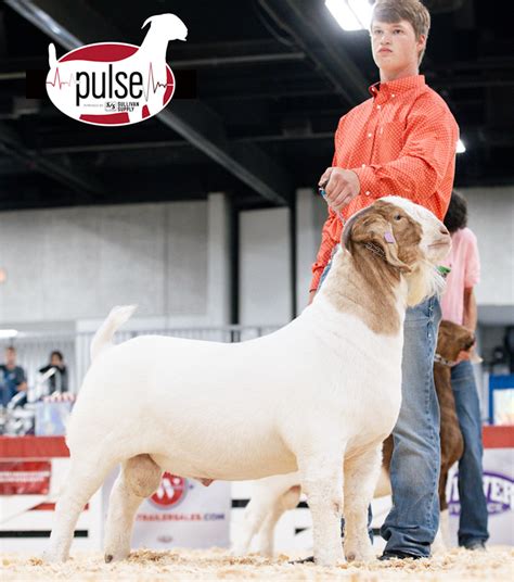 American Boer Goat National Show Junior Bred Owned Fullblood Bucks