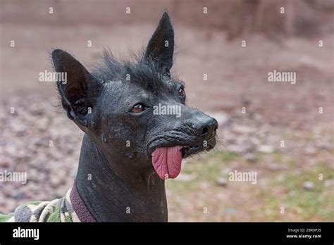 Perro Sin Pelo Del Per Peruanischer Nackthund Canis Lupus Familiaris