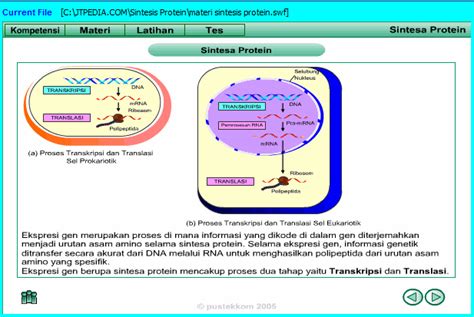 Urutan Tahapan Sintesis Protein Adalah Guru