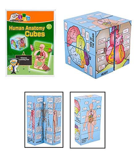 Human Anatomy Games for Kids