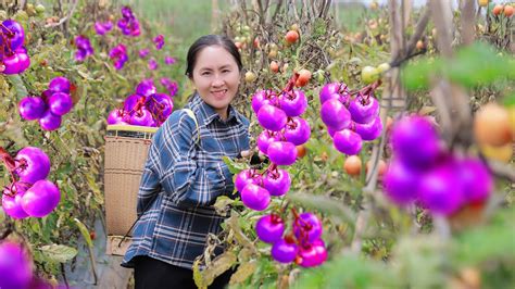 Harvesting Tomato Goes To Market Sell Fertilize Vegetables