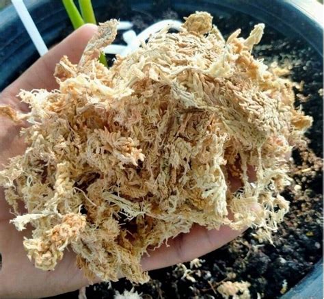 Sphagnum Moss Spagmoss New Zealand Besgrow Brick Classic Orchid Plant