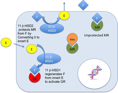 11β Hydroxysteroid Dehydrogenase 2 and Salt Sensitive Hypertension