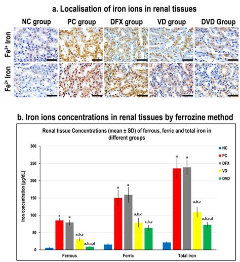 A Localization Of Ferrous Fe2 And Ferric Fe3 Ions In Renal