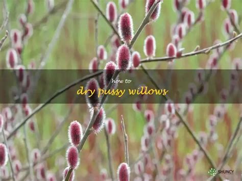 The Complete Guide To Drying And Preserving Pussy Willows Tips And Tricks For Maximum Longevity