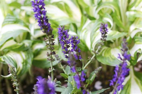 How To Care For Purple Salvia Hunker