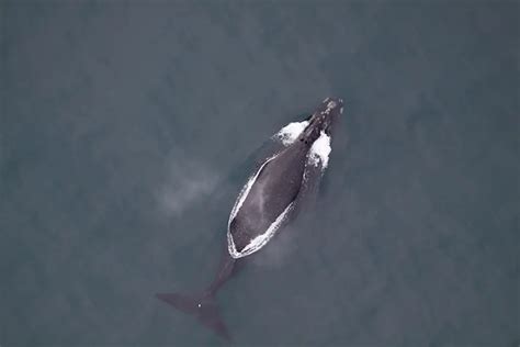 One of the World’s Rarest Whales - Ocean Conservancy