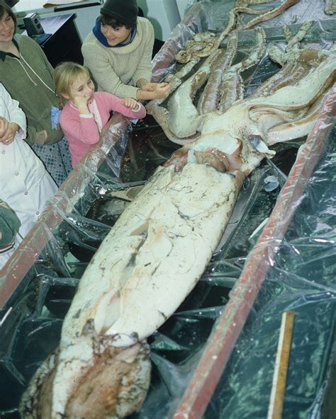 Giant Squid 12 Fascinating Facts — Wildlife Nomads