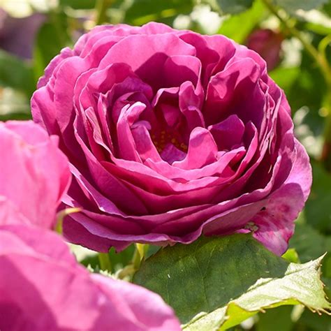 Bomenenzonl Rozen Roos Kopen Rozen Kopen