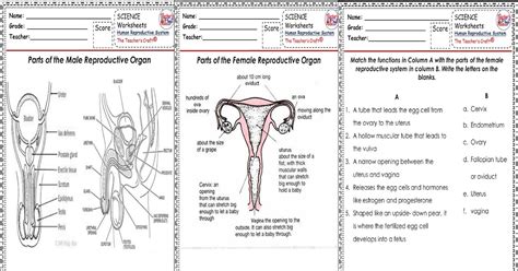 The Human Reproductive System Worksheet