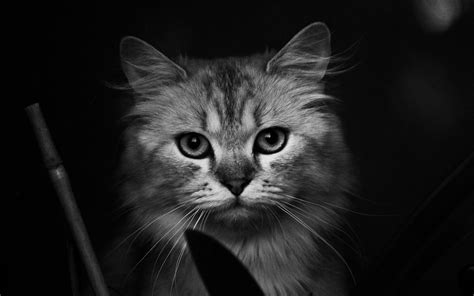 1920x1080 Resolution Grayscale Photography Of Tabby Cat Hd Wallpaper