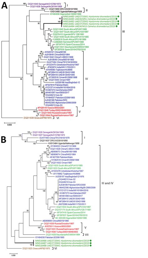 Figure Molecular Phylogeny Of CrimeanCongo Hemorrhagic Fever Viruses