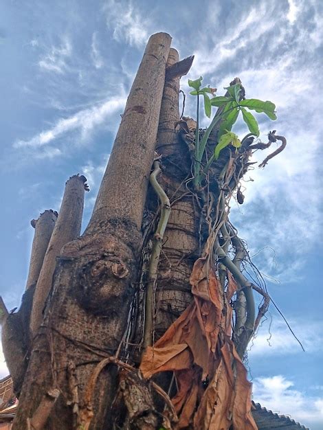 El Tronco Del Rbol Que Ha Sido Cortado Se Ve Desde Abajo Con Un