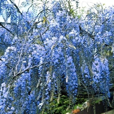 1 Chinese Blue Wisteria Tree Wisteria Tree Chinese Wisteria Live Plants