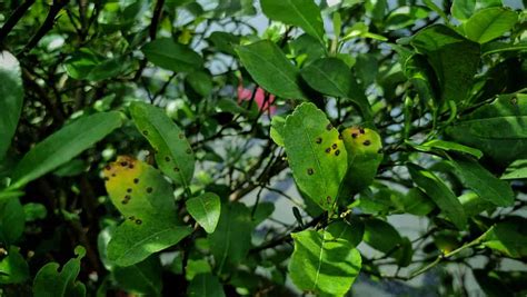 7 Orange Tree Diseases: How to Identify and Treat Them - Minneopa Orchards