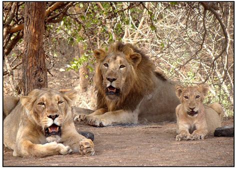 Wildlife Sanctuaries and National Parks of Gujarat - inGujarat.in