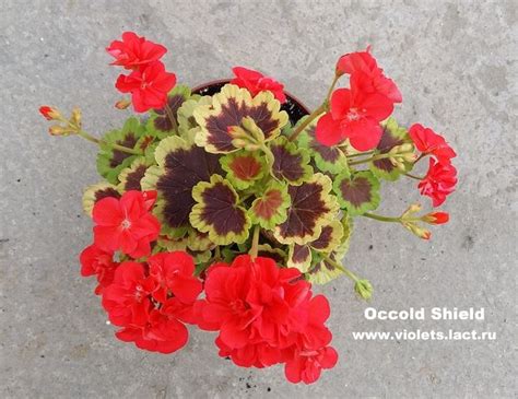 Occold Shield Geraniums Pelargonium Plants