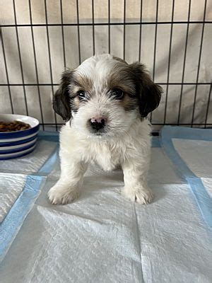 Culver City Ca Shih Tzu Poodle Miniature Meet Pinto A Pet For