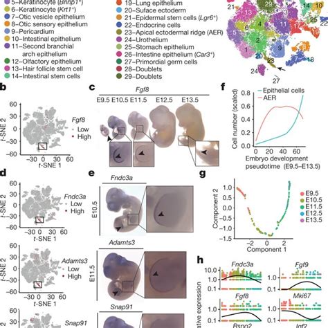 Identification And Characterization Of Epithelial Cell Subtypes And The