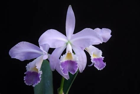 Cattleya Labiata Coerulea Natural World X Self First Blo Flickr