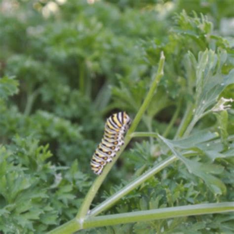 Black Swallowtail Caterpillars 3 Instars Project Noah